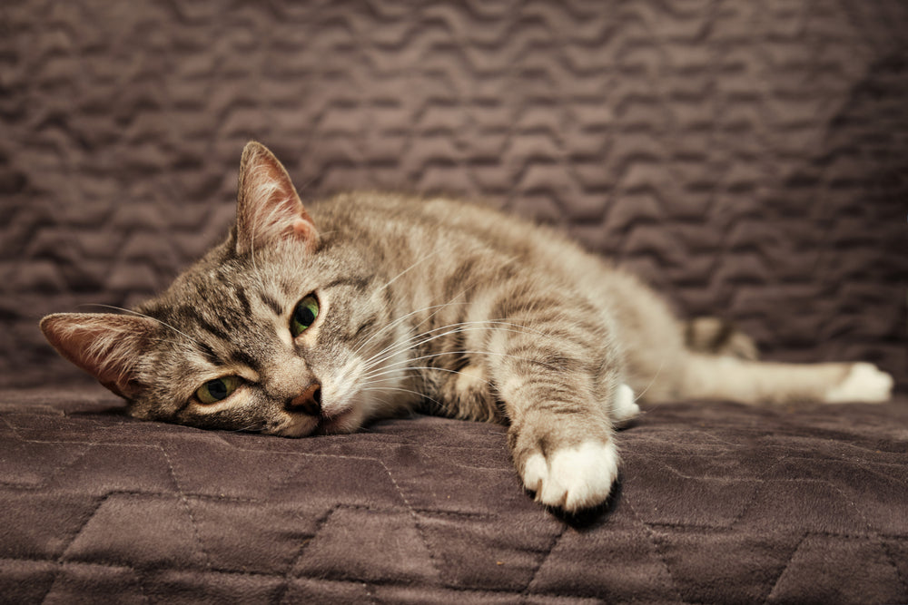 files/Sick-sad-cat-lying-on-the-bed_Zhuravlev-Andrey_Shutterstock-1.jpg